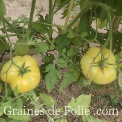 TOMATE ALFMOON CHINA beefsteak blanche graines semences anciennes bio