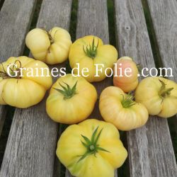 TOMATE ALFMOON CHINA beefsteak blanche graines semences anciennes bio