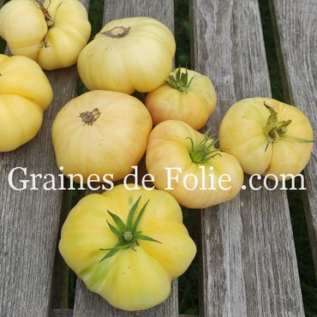 TOMATE ALFMOON CHINA beefsteak blanche graines semences anciennes bio