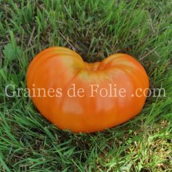 TOMATE LILLIAN'S YELLOW HEIRLOOM variété ancienne excellente beefsteak graines bio