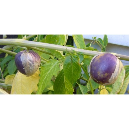 Tomatillo violet « PURPLE »