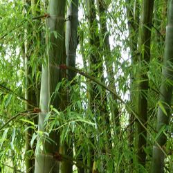 BAMBOU Géant Dendrocalamus Membranaceus cv. Grandis graines seeds samen zaden