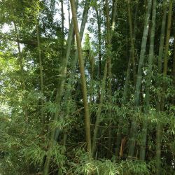 BAMBOU Géant Dendrocalamus Membranaceus cv. Grandis graines seeds samen zaden
