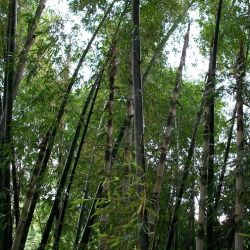 BAMBOU Géant Dendrocalamus Membranaceus cv. Grandis graines seeds samen zaden