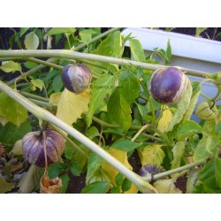 Tomatillo violet « PURPLE »