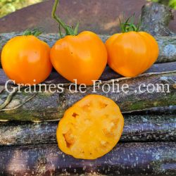 TOMATE ancienne FRAISE ORANGE graines semences paysannes bio