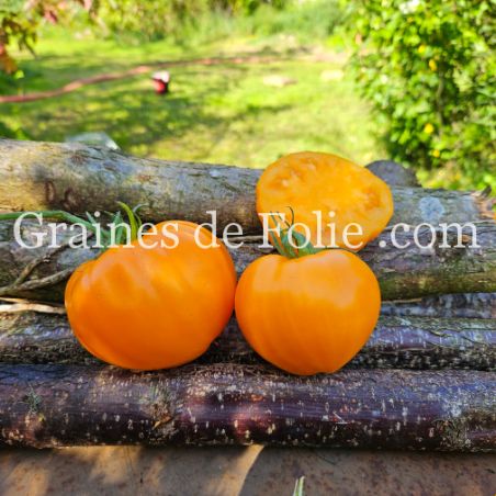 TOMATE ancienne FRAISE ORANGE graines semences paysannes bio