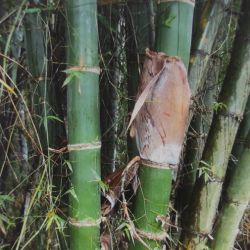 BAMBOU géant non traçant Dendrocalamus Barbatus graines samen bambus