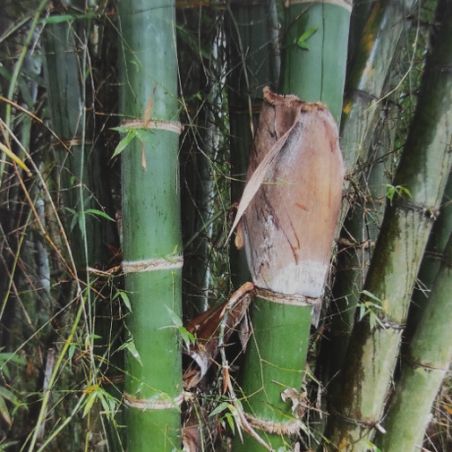 BAMBOU géant non traçant Dendrocalamus Barbatus graines samen bambus