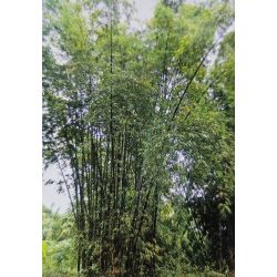 BAMBOU géant non traçant Dendrocalamus Barbatus graines samen bambus