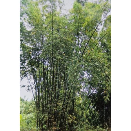 BAMBOU géant non traçant Dendrocalamus Barbatus graines samen bambus