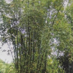 BAMBOU géant non traçant Dendrocalamus Barbatus graines samen bambus