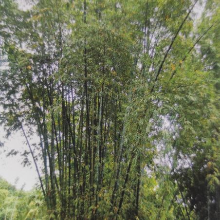 BAMBOU géant non traçant Dendrocalamus Barbatus graines samen bambus