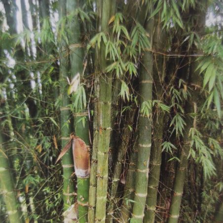 BAMBOU géant non traçant Dendrocalamus Barbatus graines samen bambus
