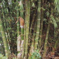 BAMBOU géant non traçant Dendrocalamus Barbatus graines samen bambus