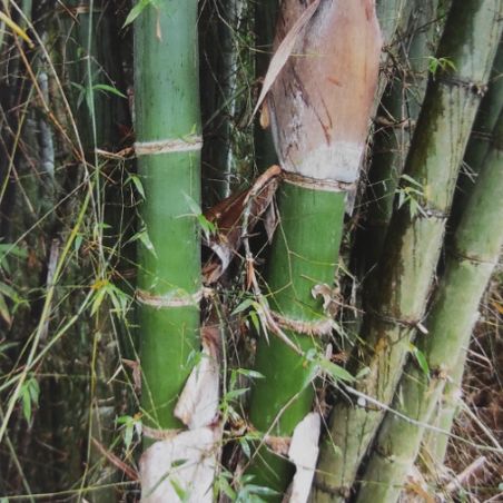BAMBOU géant non traçant Dendrocalamus Barbatus graines samen bambus
