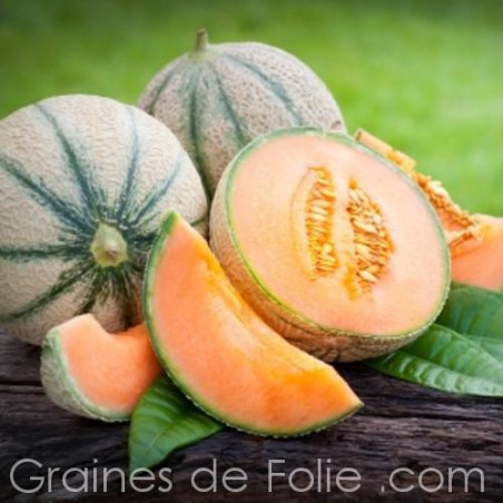 Melon Charentais VEDRANTAIS PRÉCOCE DU ROC graines semences paysannes bio