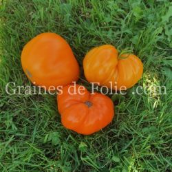 TOMATE VERNA variété ancienne excellente à gros fruits graines potagères bio