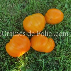 TOMATE VERNA variété ancienne excellente à gros fruits graines potagères bio