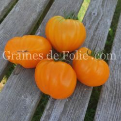 TOMATE VERNA variété ancienne excellente à gros fruits graines potagères bio