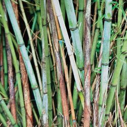 BAMBOU non traçants Fargesia Yuanjiangensis résistant au froid idéal pour haies bosquet déco