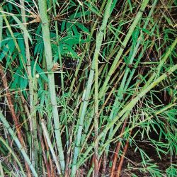 BAMBOU non traçants Fargesia Yuanjiangensis résistant au froid idéal pour haies bosquet déco
