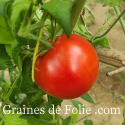 TOMATE JOIE DE LA TABLE Bio variété ancienne italienne rustique et productive graines semences