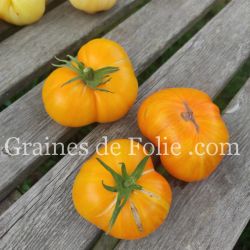 TOMATE BIG YELLOW ZEBRA Bio variété productive beefsteak graines agriculture AB