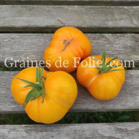 TOMATE BIG YELLOW ZEBRA Bio variété productive beefsteak graines