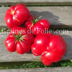 TOMATE HOM'S Bio variété ancienne syrienne excellente saveur graines