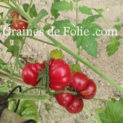 TOMATE HOM'S Bio variété ancienne syrienne excellente saveur graines