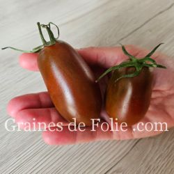 TOMATE SOSULKA CHERNAYA Bio variété ukrainienne productive chair ferme et peu juteuse riche saveur graines