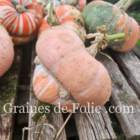 GIRAUMON TURBAN D'ALADIN comestible curcubita maxima mélange colorés graines à pollinisation libre