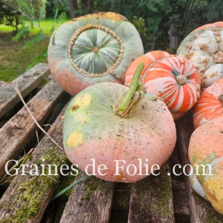 GIRAUMON TURBAN D'ALADIN comestible curcubita maxima mélange colorés graines à pollinisation libre