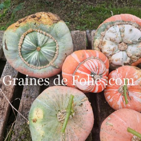 GIRAUMON TURBAN D'ALADIN comestible curcubita maxima mélange colorés graines à pollinisation libre