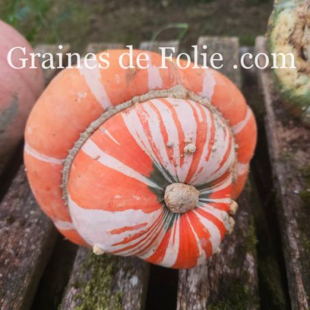 GIRAUMON TURBAN D'ALADIN comestible curcubita maxima mélange colorés graines à pollinisation libre