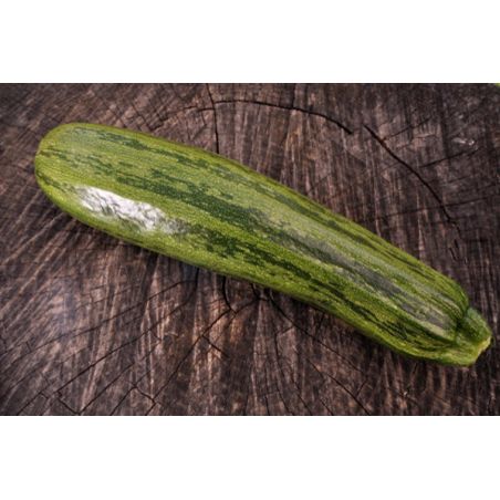COURGETTE NIMBA Bio variété polonaise chair douce tendre et fondante graines potagères