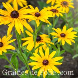 Rudbeckia Fulgida Goldstrum vivace graines semences fleurs