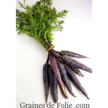 Carotte noire PASTENAGA NEGRA variété ancienne d'Espagne parfaite cuite ou crue graines à pollinisation ouverte