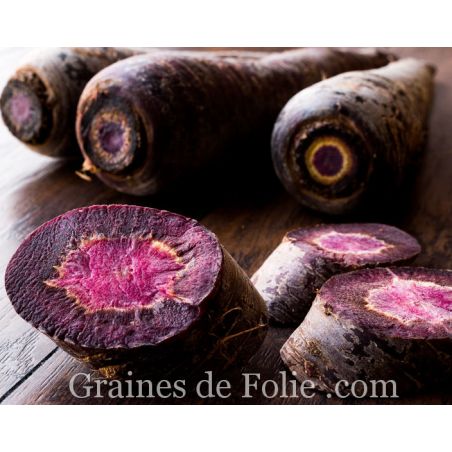 Carotte noire PASTENAGA NEGRA variété ancienne d'Espagne parfaite cuite ou crue graines à pollinisation ouverte