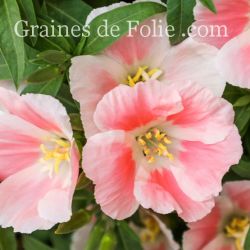 GODETIA AMOENA AURORA clarkia fleur de satin graines