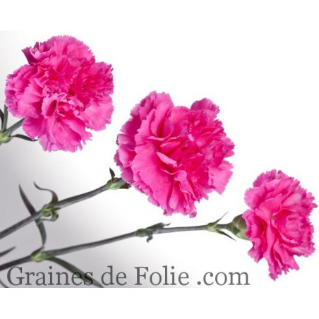OEILLET des FLEURISTES CHABAUD ROSE VIF dianthus caryophyllus fleurs très parfumées graines seeds
