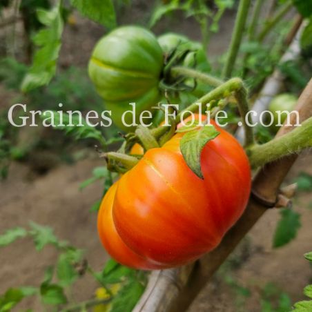 TOMATE MORTGAGE LIFTER PESTA STRAIN excellente et productive gros fruits graines semences certifiées BIO