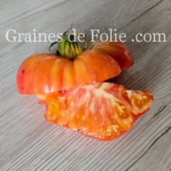 TOMATE MORTGAGE LIFTER PESTA STRAIN excellente et productive gros fruits graines semences certifiées BIO