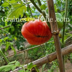 TOMATE MORTGAGE LIFTER PESTA STRAIN excellente et productive gros fruits graines semences certifiées BIO