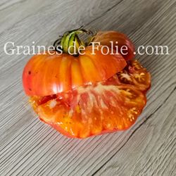 TOMATE MORTGAGE LIFTER PESTA STRAIN excellente et productive gros fruits graines semences certifiées BIO