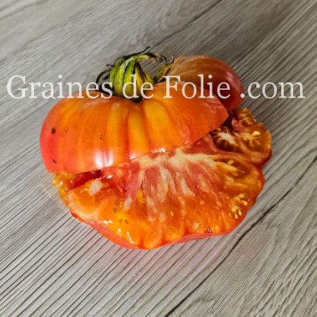 TOMATE MORTGAGE LIFTER PESTA STRAIN excellente et productive gros fruits graines semences certifiées BIO