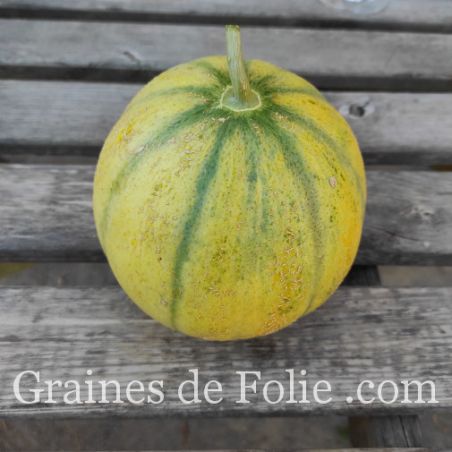 MELON DE BOURGOGNE MIX d'anciennes variétés graines semences paysannes certifiées BIO