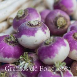 Navet de Nancy variété rustique et précoce graines non hybrides