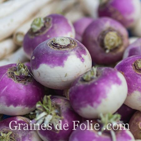 Navet de Nancy variété rustique et précoce graines non hybrides